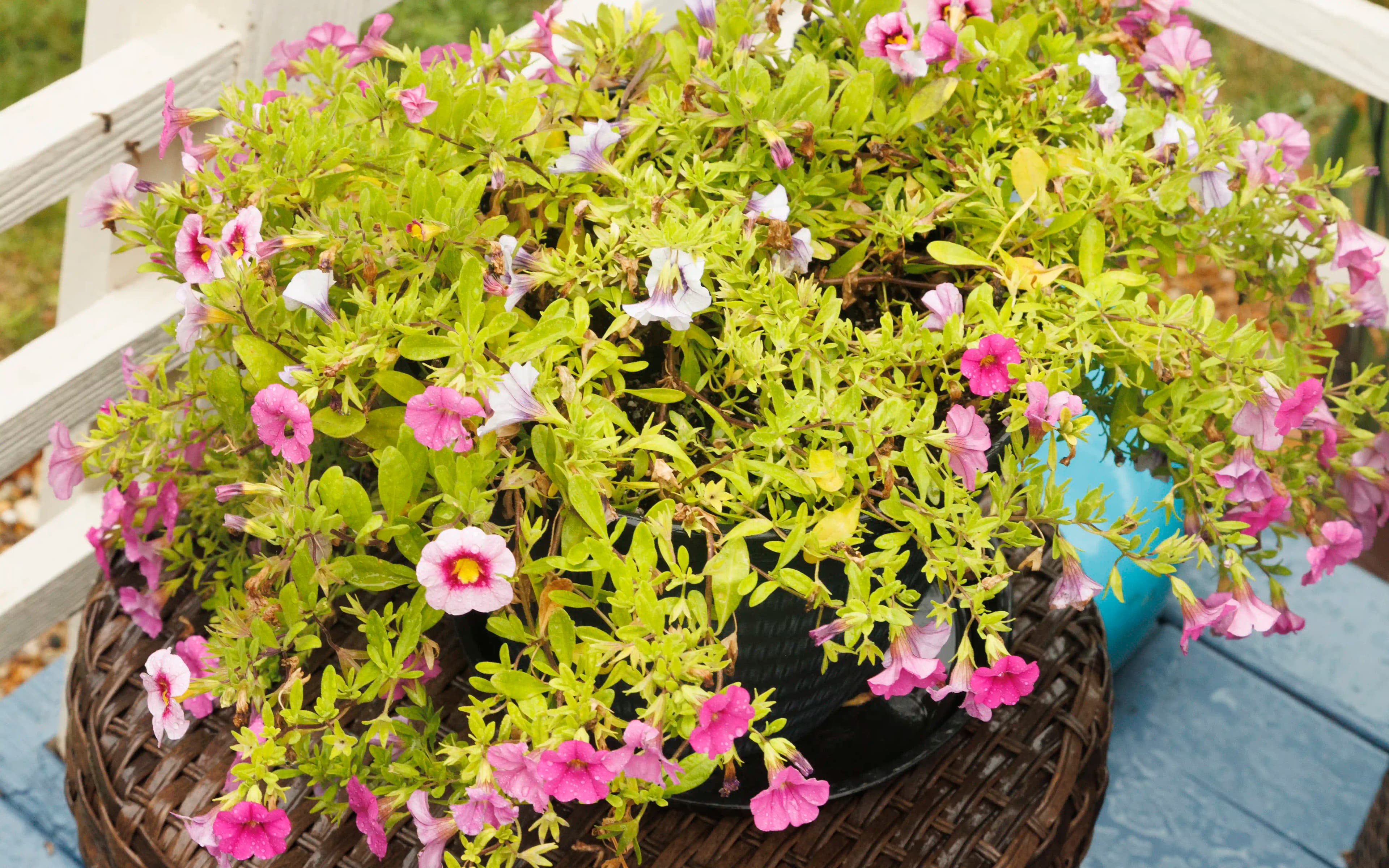 Garden Club Plant Sale card image